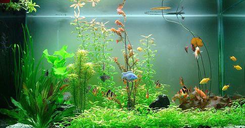 nguoi menh nay trong phong thuy tuyet doi tranh dat be ca canh trong nha - 1