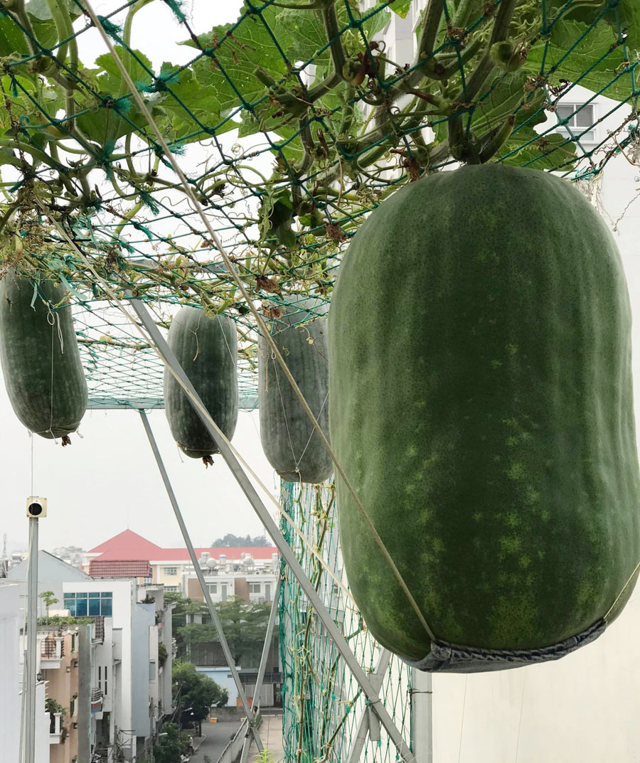 Bí đao ‘khổng lồ’ nặng hơn 34 kg trên vườn sân thượng Sài Gòn