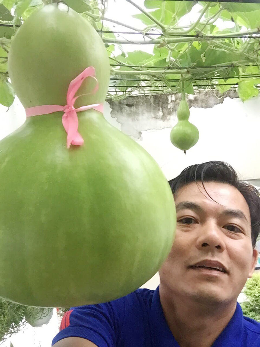 Bí đao ‘khổng lồ’ nặng hơn 34 kg trên vườn sân thượng Sài Gòn
